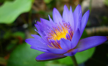 Raw Material of Blue Lotus Extract