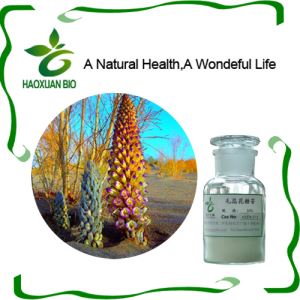 Cistanche extract Verbascoside 50%