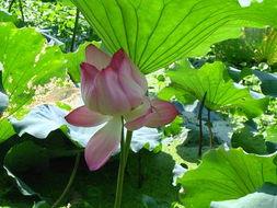 Lotus Leaf Extract lotus leaf tea lotus leaf powder lotus flower fertility blue lotus extract