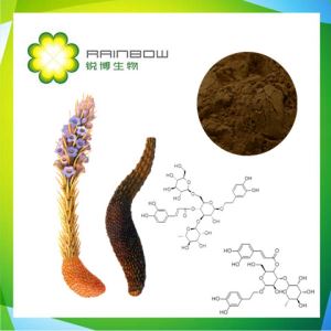 Cistanche Tubulosa Extract--Cistanche Extract, Echinacoside,Acteoside