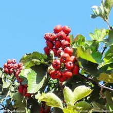 Organic Hawthorn Extract, hawthorn berry, hawthorn herb, hawthorn berry extract
