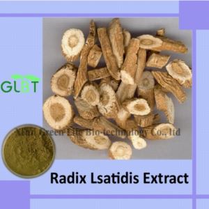 Radix Isatidis Extract