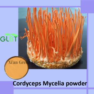 Cordyceps Mycelia Powder