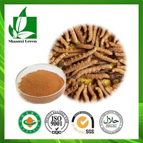 Chinese Caterpillar Fungus Extract