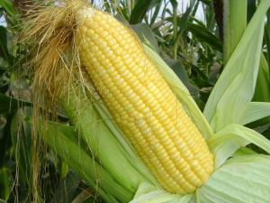 Corn Extract