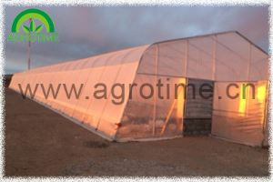 Single Tunnel Plastic Greenhouse