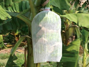 Banana Growing Bags