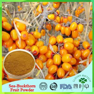 Sea-Buckthorn Extract Powder