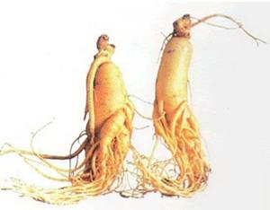 Chinese Health Food Herbs of Ginseng