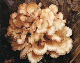 30% Polysaccharides Maitake Mushroom Extract,maitake,maitake mushroom benefits
