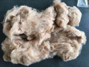 Camel Hair For Producing Camel Quilt
