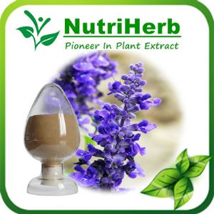 Natural Carnosic Acid,Rosemary Ursolic acid,Rosemary leaf extract,Salvia Extract Powder