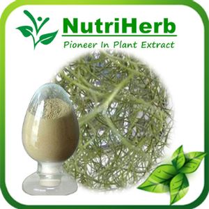 Natural Lichen Extract,Usnea Extract,Lichen Usnea Extract,Usnic Acid