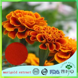 Manufacturer Supply Natural Marigold Extract Lutein Price