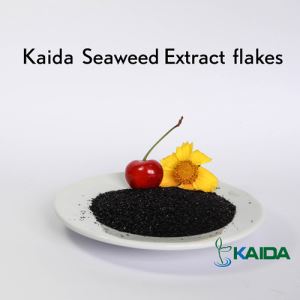 Natural Super Quality Sea Kelp Source Dried Seaweed Extract Products