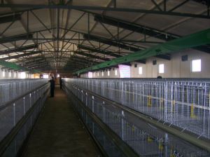YS Poultry Farm Turnkey Project