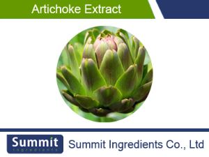 Artichoke Extract 5%  Cynarin,Chlorogenic Acids,Cynara Scolymus L