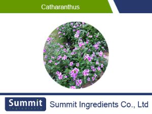 Catharanthus Roseus L ,Don Extract 5:1, Vinca Rosea Extract, Vinca Minor L., Catharanthine/Vinpocetine