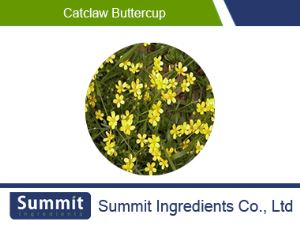 Catclaw Buttercup Root Extract 5:1, Claw Dry Extract
