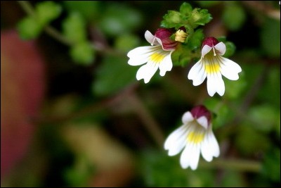 eyebright extract .jpg