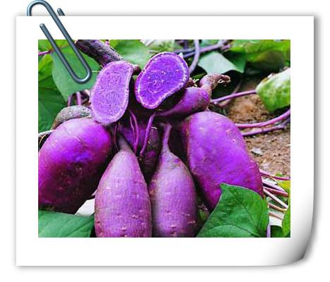 purple sweet potato.jpg