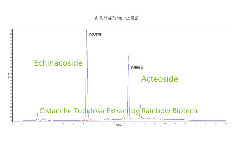 Cistanche Tubulosa Extract-By Rainbow Biotech