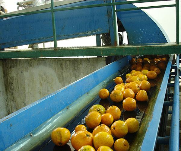 orange processing plant supplier.jpg