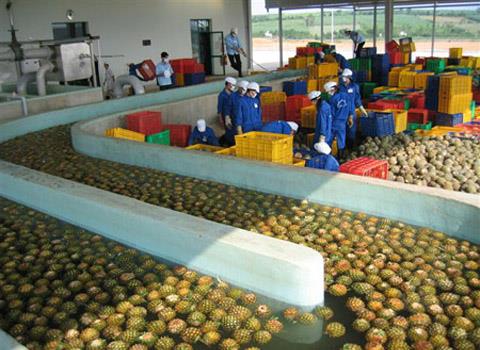 pineapple processing line