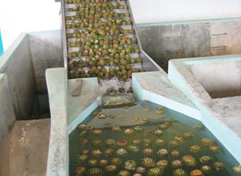 pineapple processing machine
