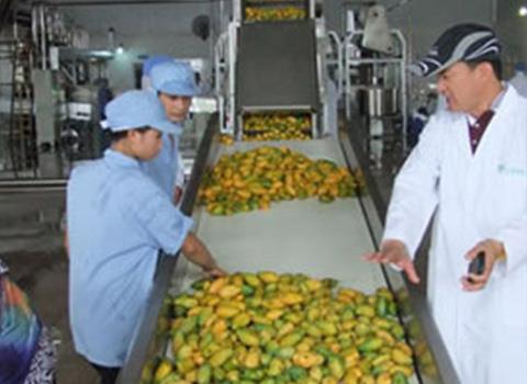 mango processing line