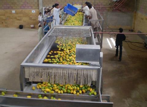 mango processing machine manufacturer