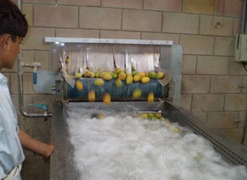 mango processing machine