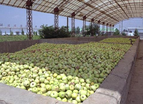 Apple and pear processing machine suppliers