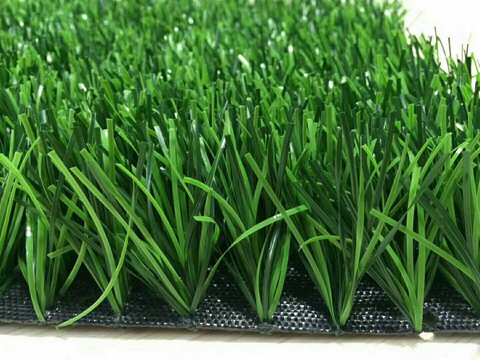 football grass bicolor.jpg