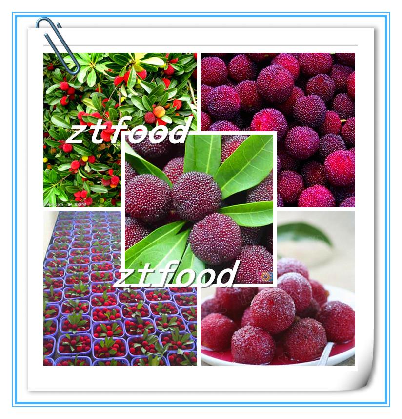 Canned Fruit Waxberry In Syrup in good price
