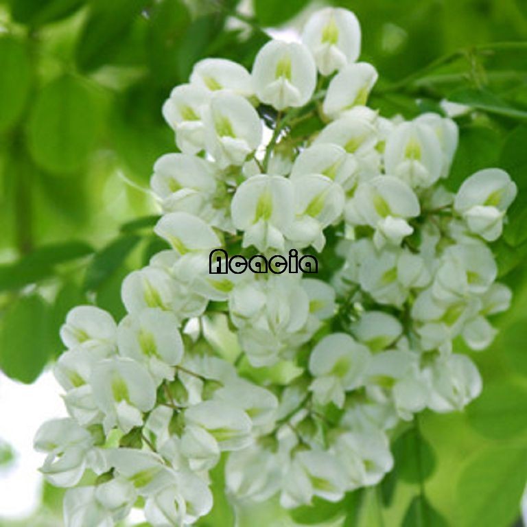 ACACIA HONEY-02.jpg