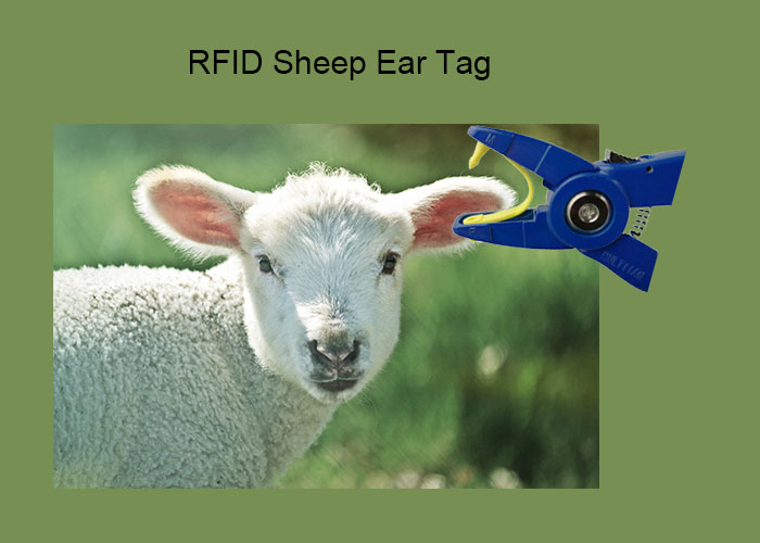RFID goat ear tag .jpg