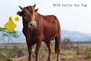 rfid cow tags.jpg