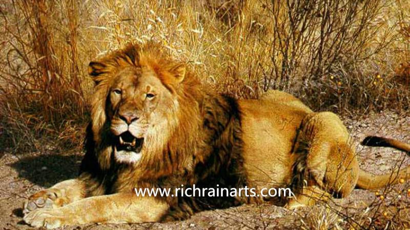 lion animal oil painting manufacturer.jpg