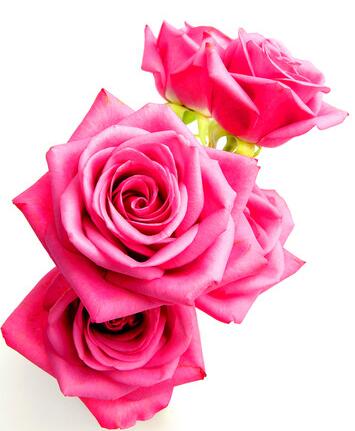 rose konjac sponge (3).jpg
