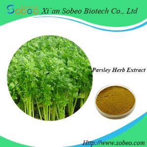 Parsley herb extract,Factory Supply parsley stem powder extract for sale