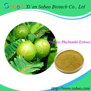 Fructus Phyllanthi extract,Natural plant Amla Raw Powder Extract for sale