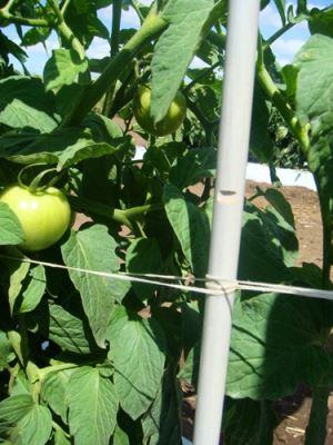 Cost Effective Fiberglass Support Stakes for Tomato and Other Vegetable Supports and Cages