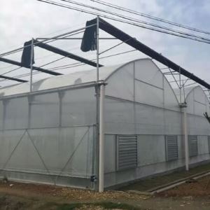 Modern Style Large Size Poly Film Agriculture Multispan Greenhouse