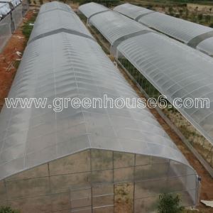 Hot Sale Plastic Film Single Tunnel Vegetable Greenhouse