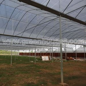 Cheap Large Size Poly Film Agriculture Multispan Greenhouse for Tomatoes