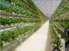 Sawtooth Plastic Film Ventilation Greenhouse for Tropical Climate