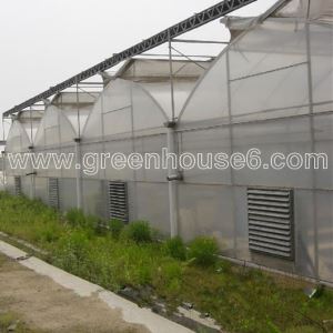 Commercial Metal Frame Fixed Roof Vent Greenhouse