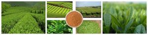 100% NATURAL Green Tea Extract Powder Polyphenols 90% (50% EGCG) , Derivative from Green Tea Leaves (Camellia Sinensis)
