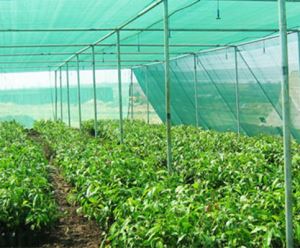 Anti Insect Cold Frame Plastice Mesh Insect Net Greenhouse for Bird Proofing